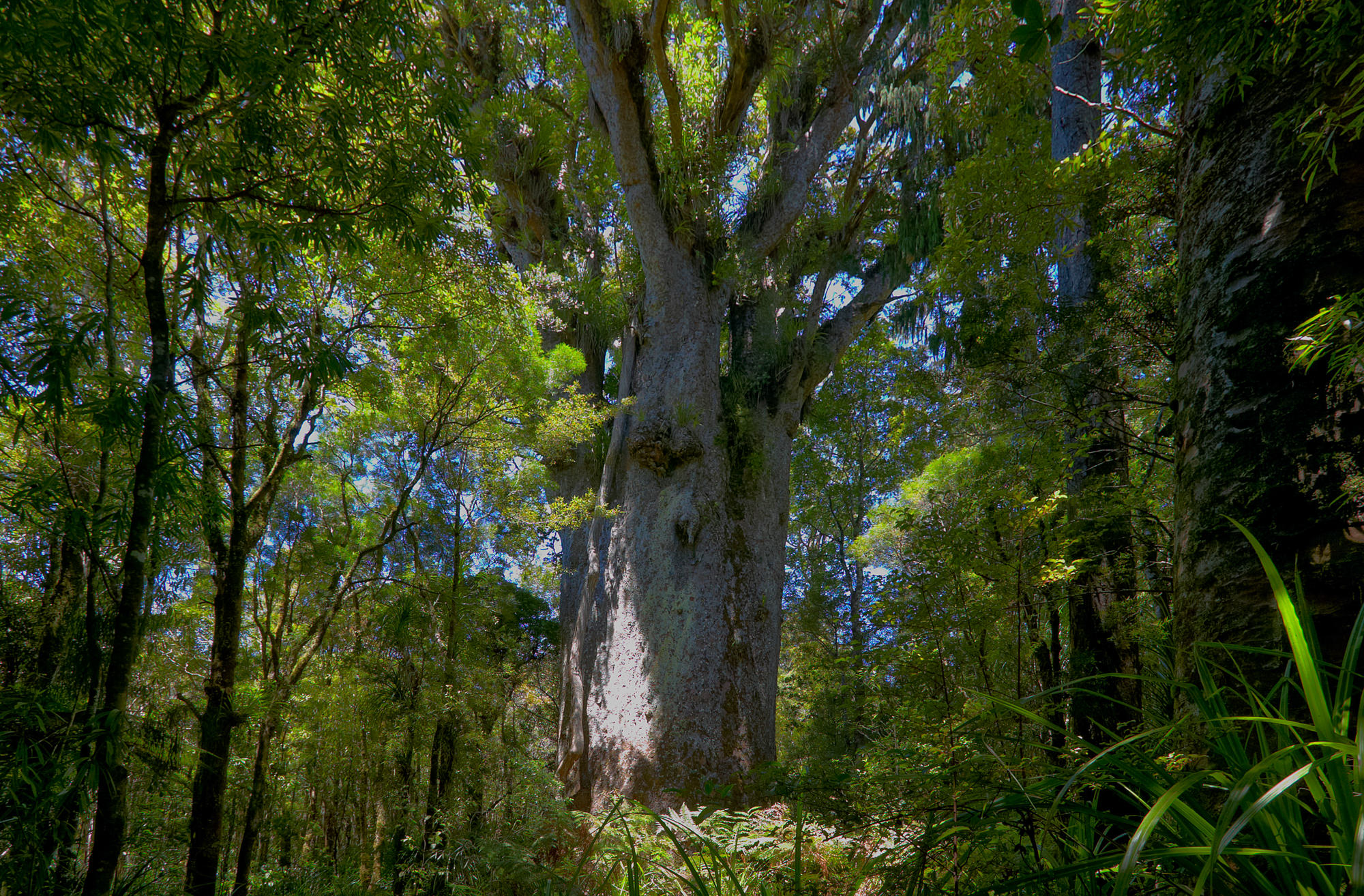 Kaori tree Te Matua Ngahere, Waipoa forest